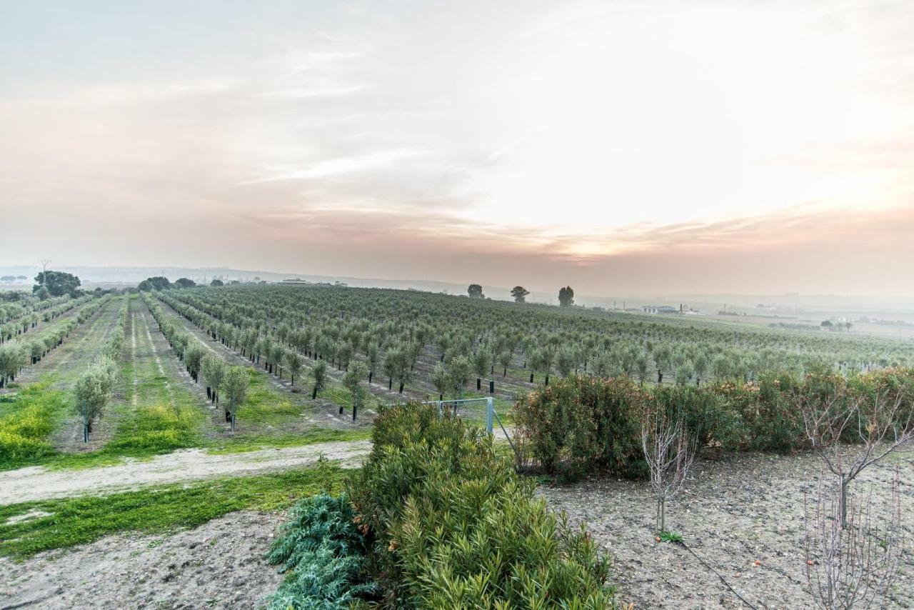 Vivienda Rural Olivar De San Telmo Arcos de la Frontera Ngoại thất bức ảnh