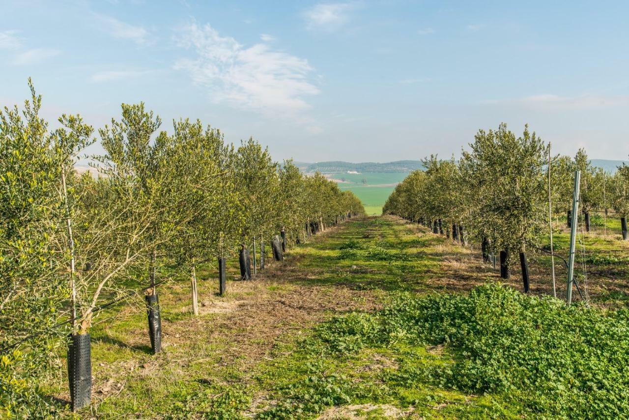 Vivienda Rural Olivar De San Telmo Arcos de la Frontera Ngoại thất bức ảnh