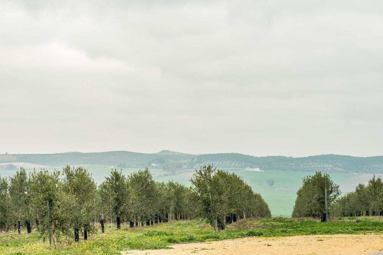 Vivienda Rural Olivar De San Telmo Arcos de la Frontera Ngoại thất bức ảnh