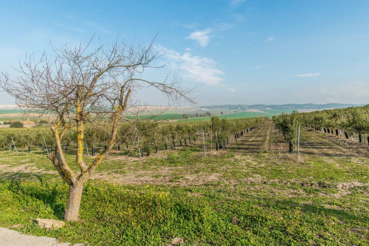 Vivienda Rural Olivar De San Telmo Arcos de la Frontera Ngoại thất bức ảnh